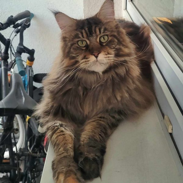 BLACK DIAMOND | MAZIKEN