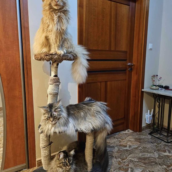 SAMIRA, CASHMIR I ILLUSION