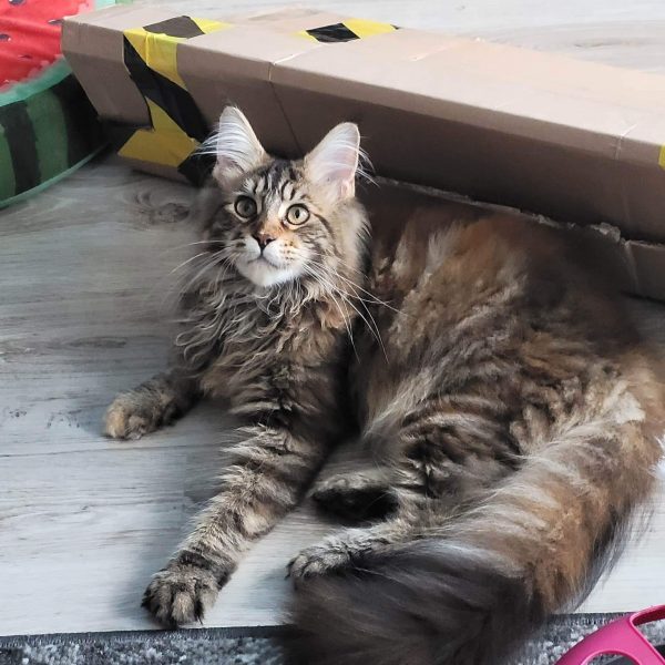 BLACK DIAMOND | MAZIKEN