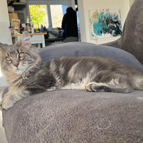 BLUE CRYSTAL | BORYS