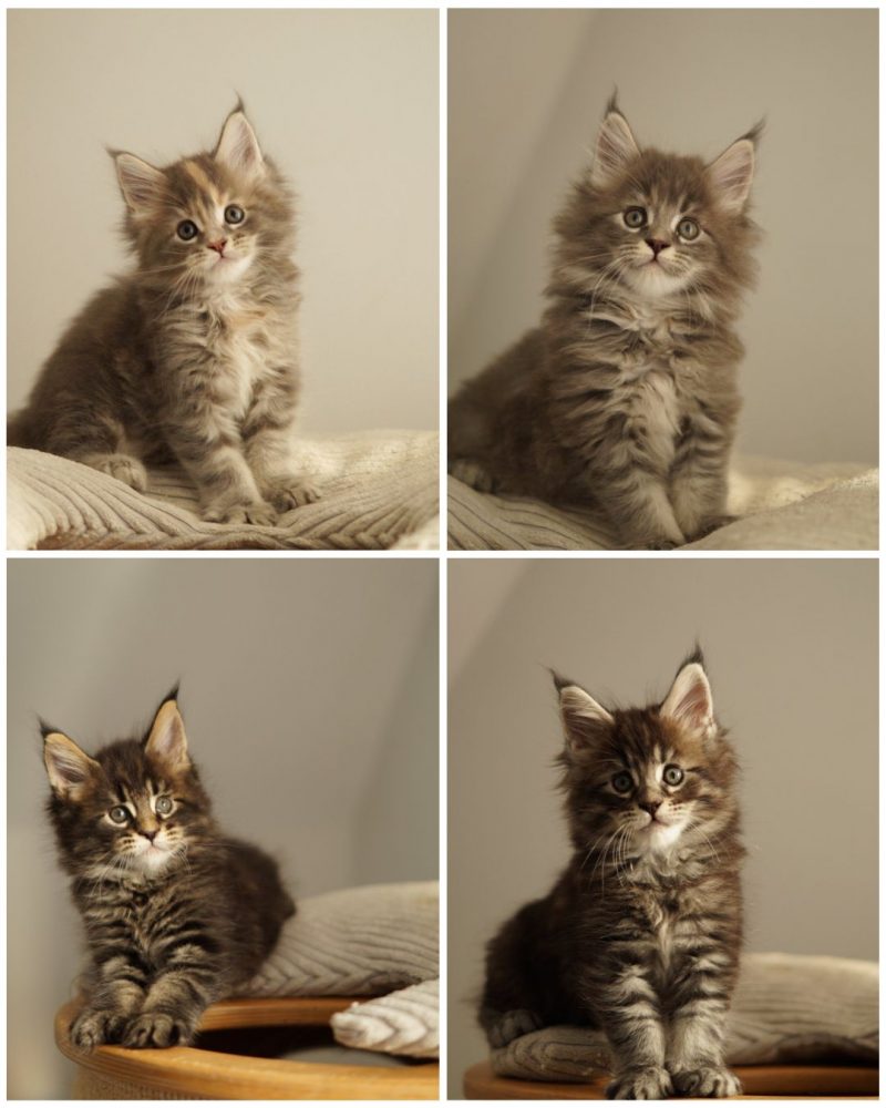 miot a mco maine coon