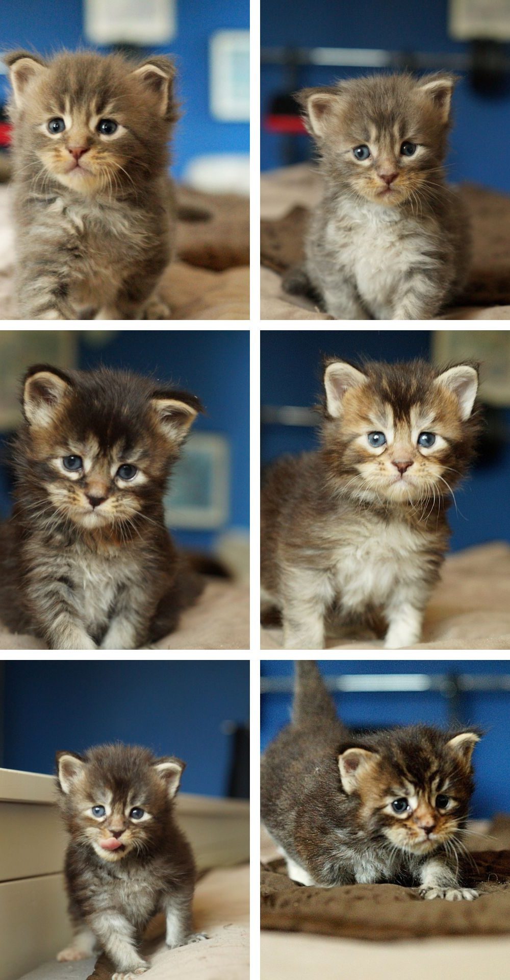 miot b mco maine coon